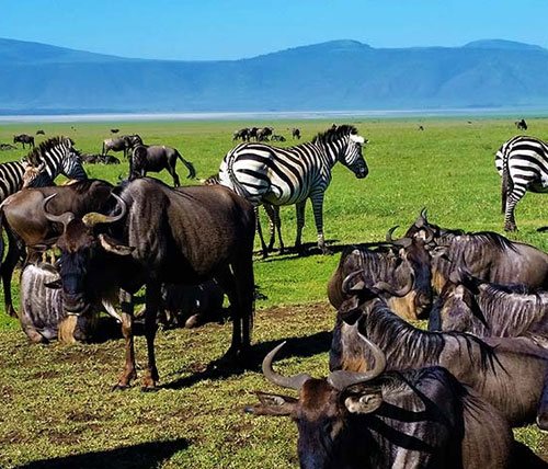 Safari Day Trips