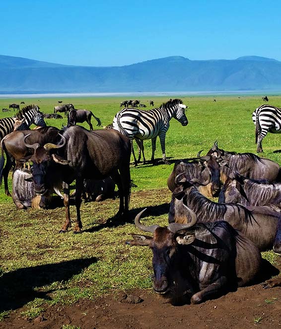 Safari Day Trips