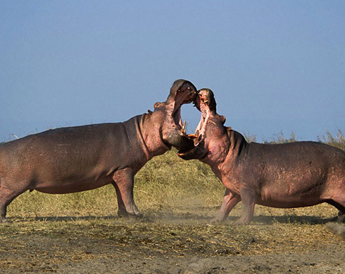 Katavi National Park