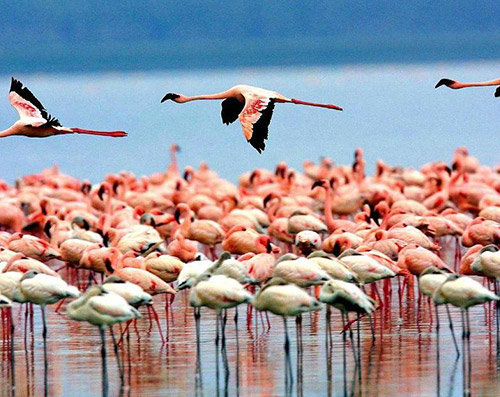 Lake Manyara National Park