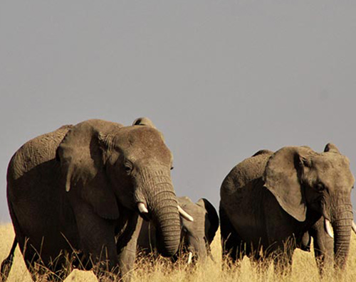 Mikumi National Park