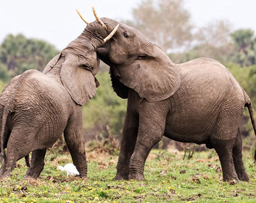 Selous Game Reserve
