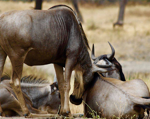 Serengeti National Park