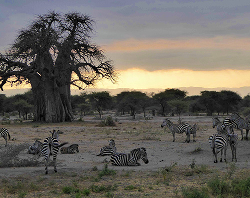 Tarangire National Park
