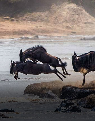 Serengeti Migration Safari