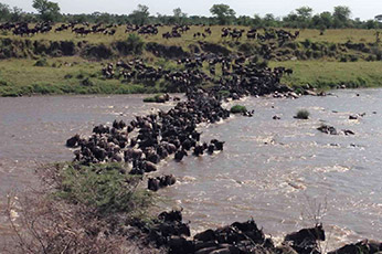 Serengeti Migration Safari