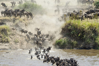 Serengeti Migration Safari