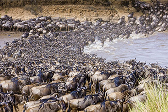 Serengeti Migration Safari
