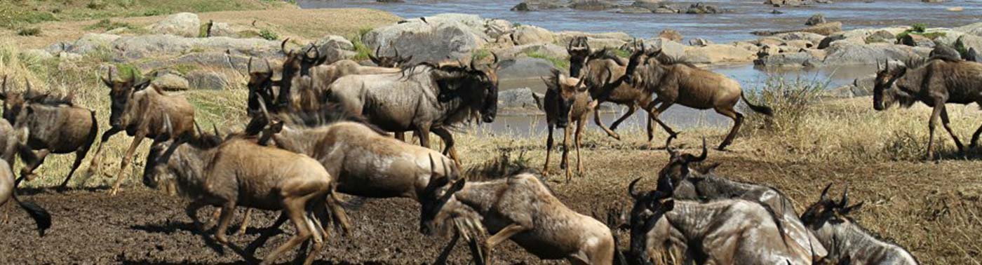 Serengeti Migration Safari
