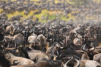 Serengeti Migration Safari