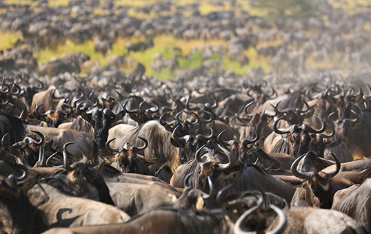 Serengeti Migration Safari