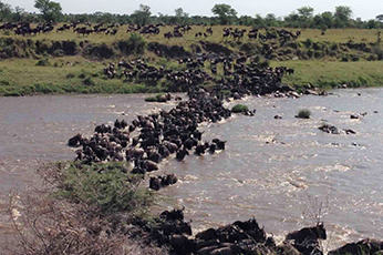 Serengeti Migration Safari