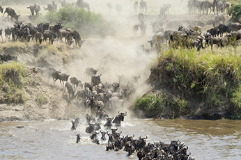 Serengeti Migration Safari