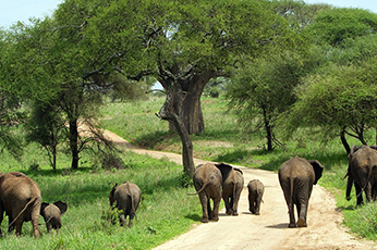 Tanzania Budget Camping Safari